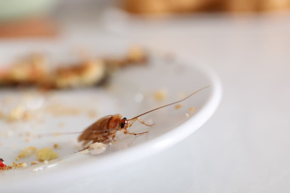 restaurant pest control in Tallahassee, FL