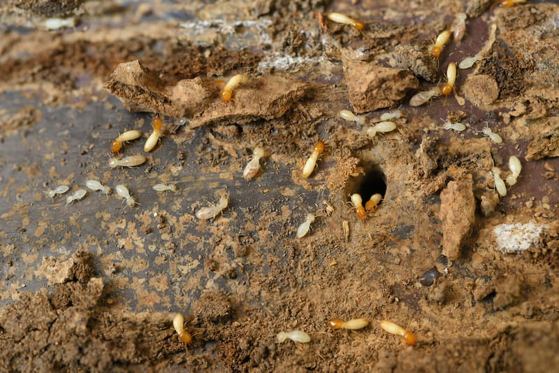 Tallahassee termite control services
