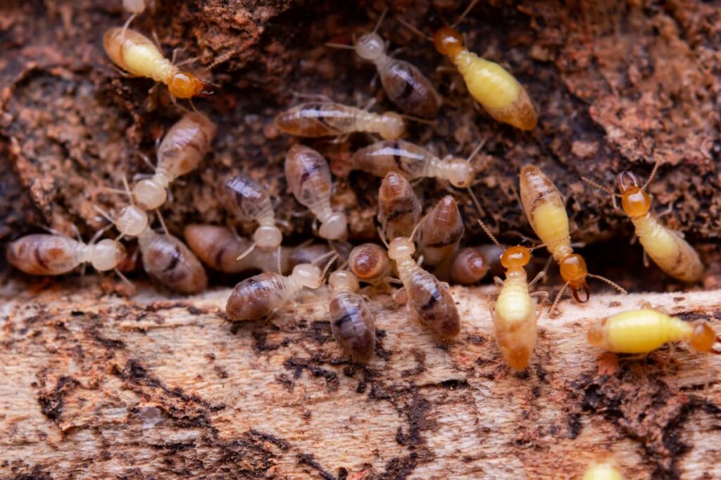 termite removal in Tallahassee, FL