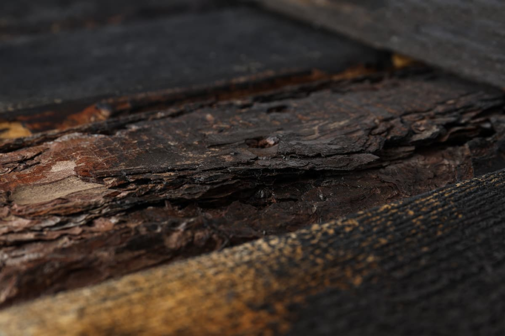 are termites dangerous for humans