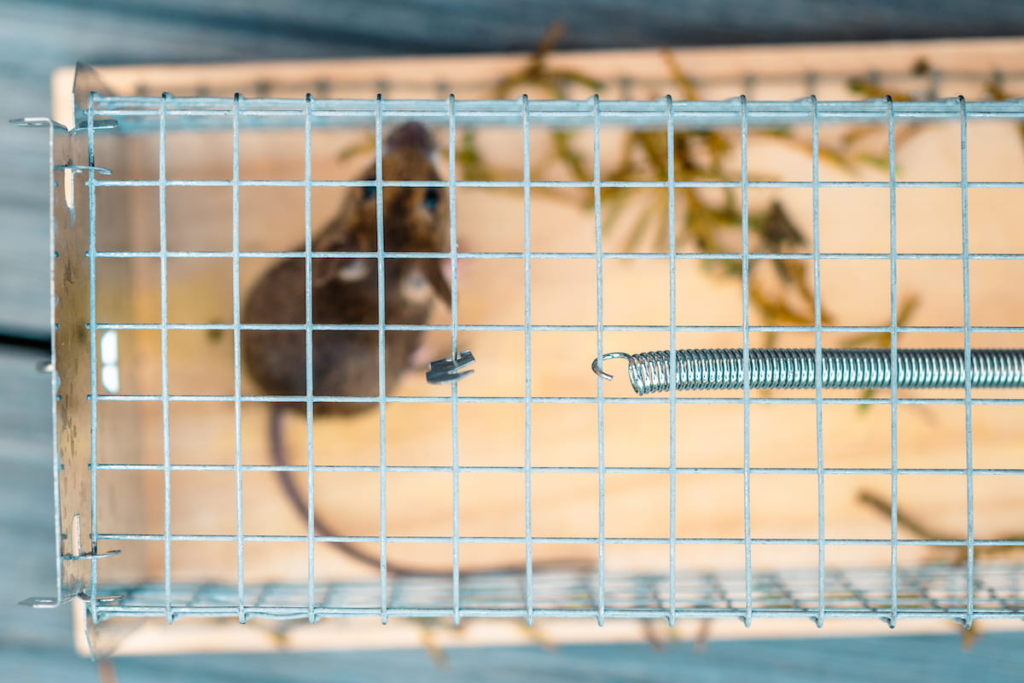 expert rodent control in Tallahassee, FL