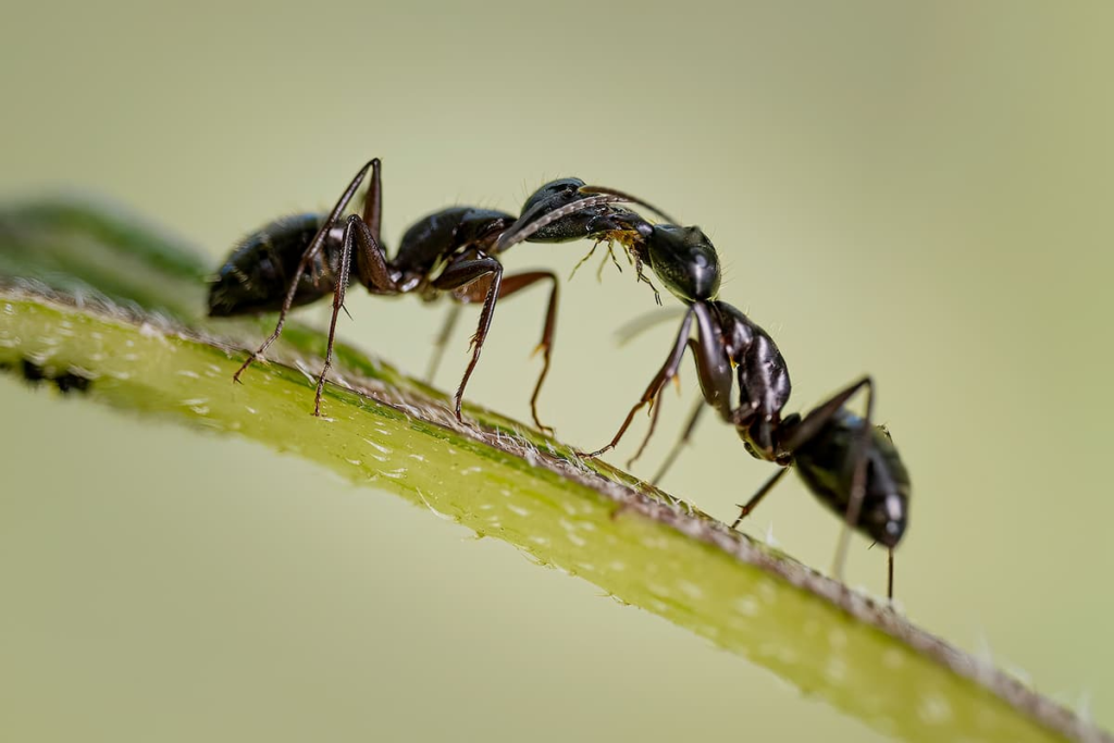 how do you get rid of tiny ants