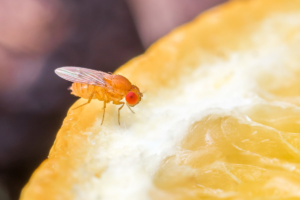 how to get rid of fruit flies