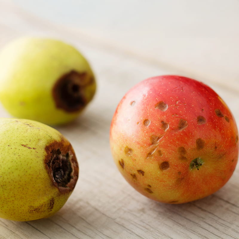 how to get rid of fruit flies permanently