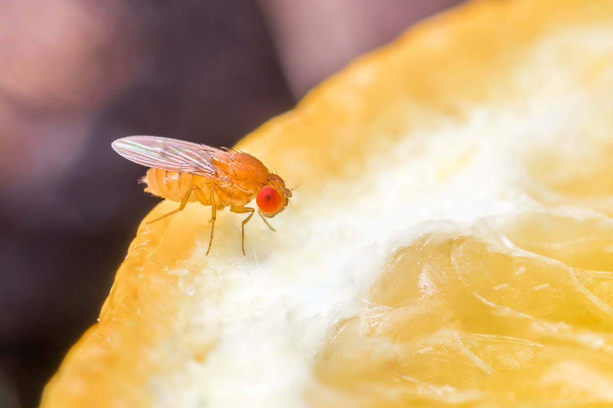 How to Get Rid of Fruit Flies: A Guide for Tallahassee Homeowners