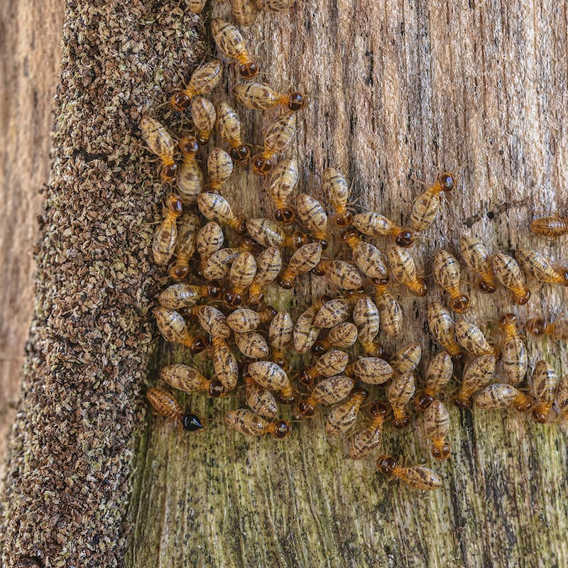 how to kill termites in wood