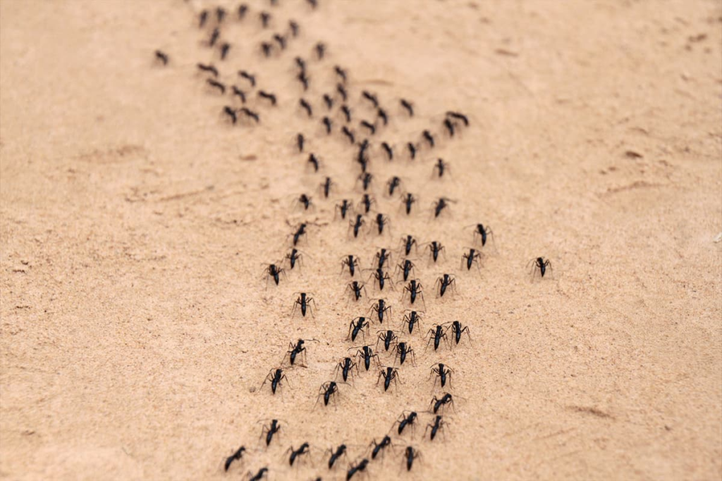 tiny black ants in your house