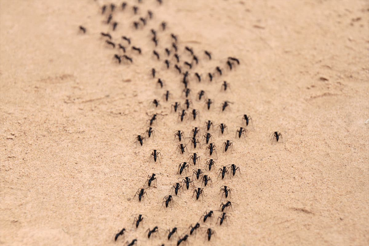 Tiny Black Ants in Your House? Here’s How to Get Rid of Them
