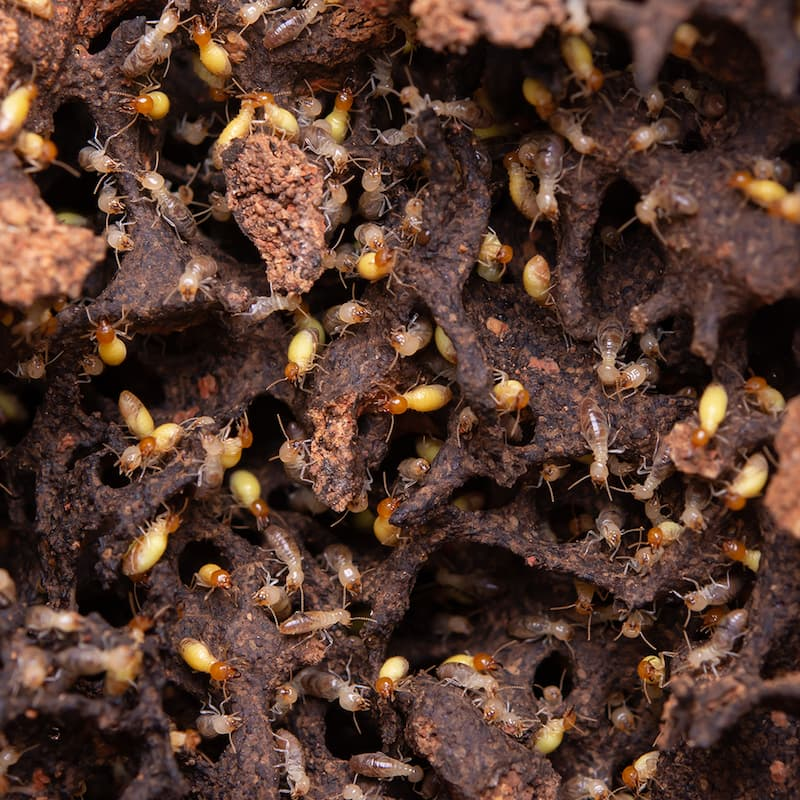 what are termites attracted to