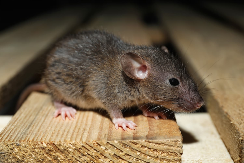 Tallahassee rodent control services